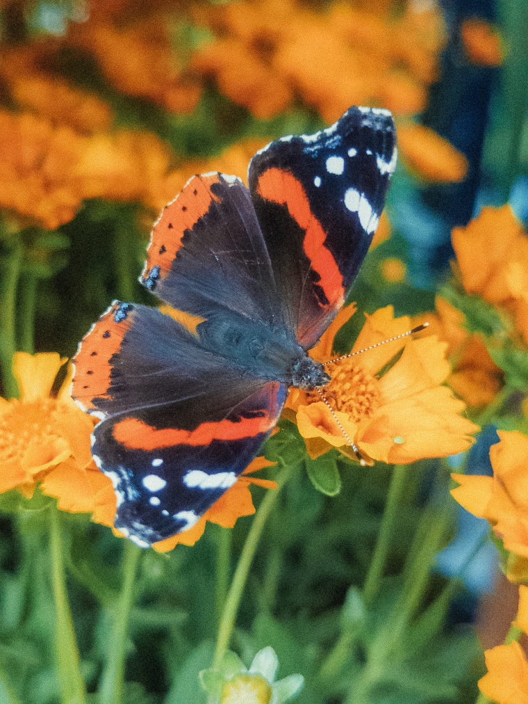 Butterfly on Orange Flower