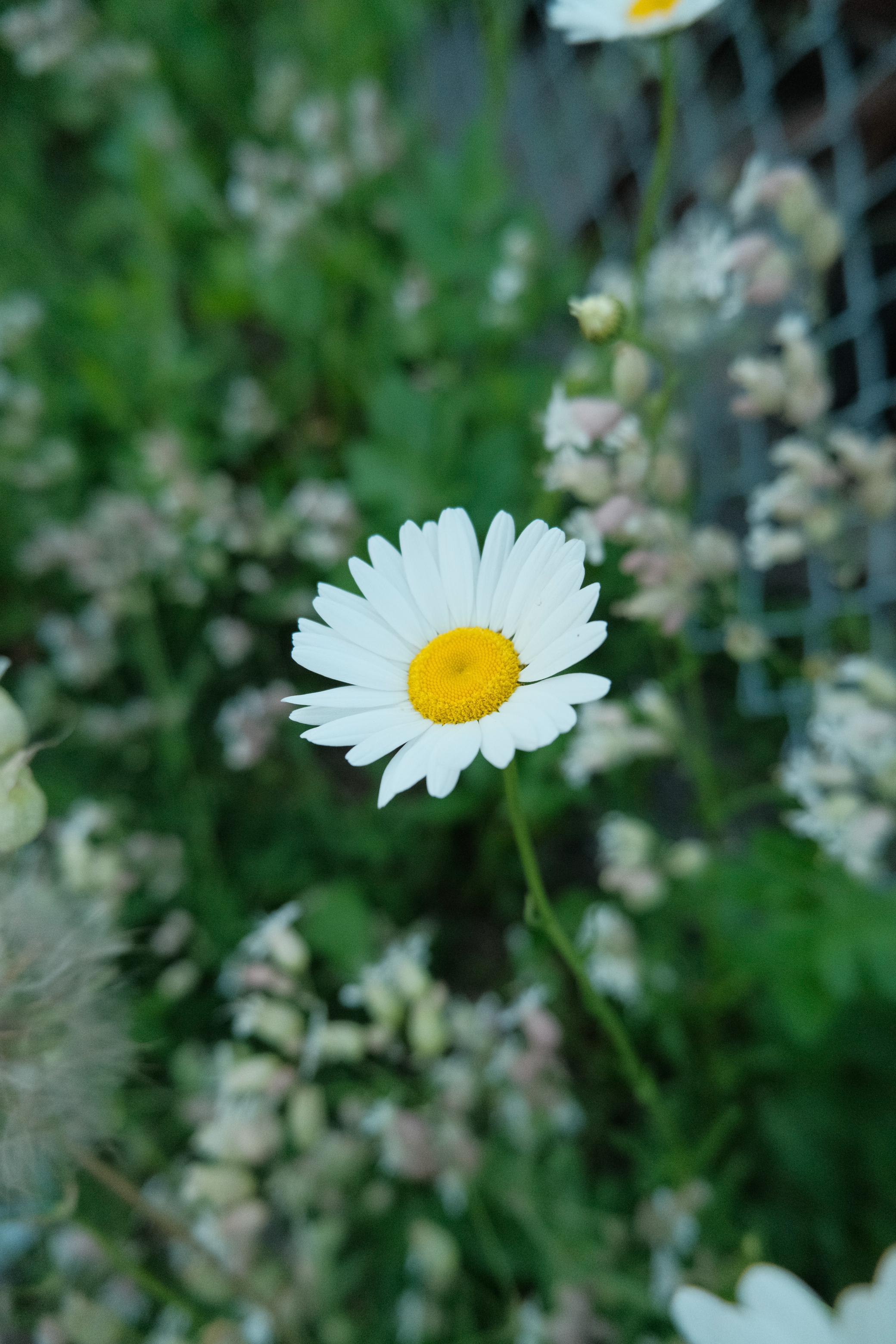 Single Daisy Flower in Focus